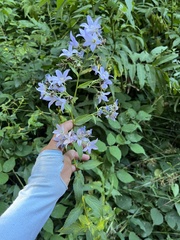 Campanula lactiflora, photograph (c) Наталья Пикалова, some rights reserved (CC BY)