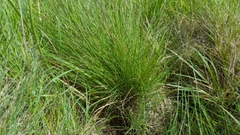 Festuca idahoensis