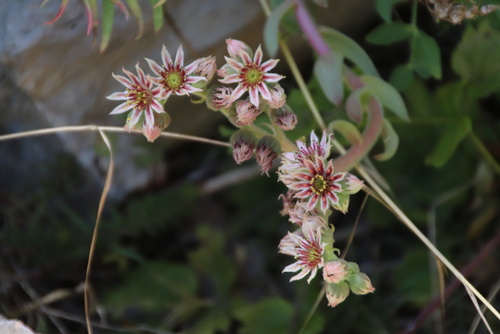 Sempervivum marmoreum, photograph 5