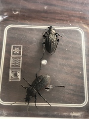 Carabus maeander