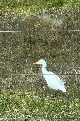 Eastern Cattle-Egret