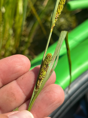 Carex aquatilis, photograph 4