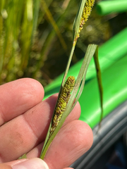 author not stated, no rights reserved Carex aquatilis, photograph author not stated, no rights reserved
