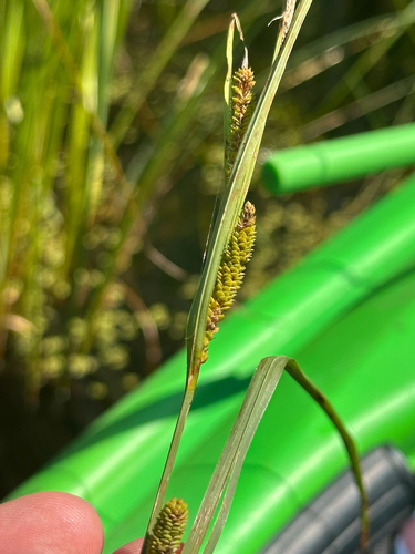Carex aquatilis, photograph 3