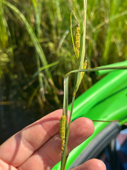 author not stated, no rights reserved Carex aquatilis, photograph author not stated, no rights reserved