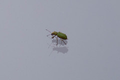 Pachyrhinus lethierryi