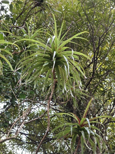 Dracophyllum latifolium, photograph 5