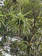 author not stated, no rights reserved Dracophyllum latifolium, photograph author not stated, no rights reserved