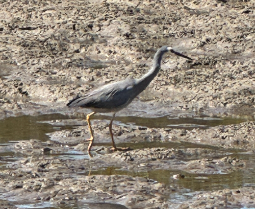 White-faced Heron