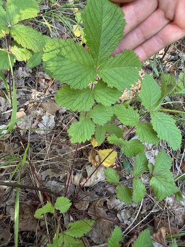 Rock Cinquefoil