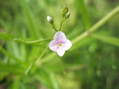 Veronica scutellata