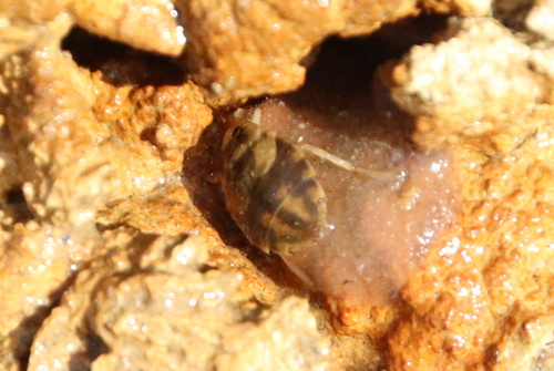 Aphelocheirus aestivalis