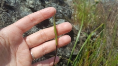 Calochortus tiburonensis