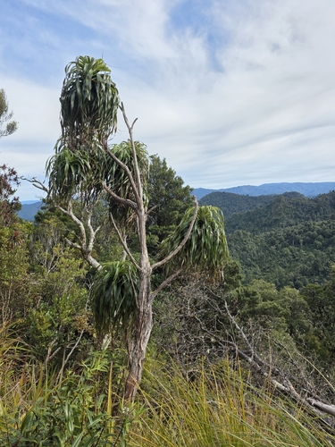 Dracophyllum traversii, photograph 3