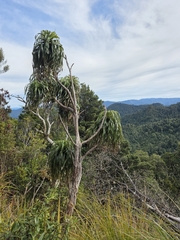 Dracophyllum traversii, photograph author not stated, no rights reserved