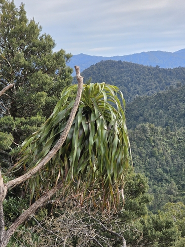Dracophyllum traversii, photograph 4