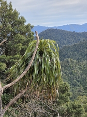 Dracophyllum traversii, photograph author not stated, no rights reserved