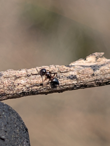 iNaturalist observation photo of Crematogaster