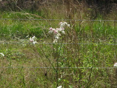 Hymenopappus artemisiifolius artemisiifolius