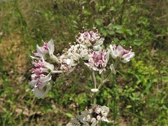 Hymenopappus artemisiifolius artemisiifolius
