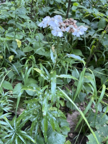 Achillea biserrata, photograph 3