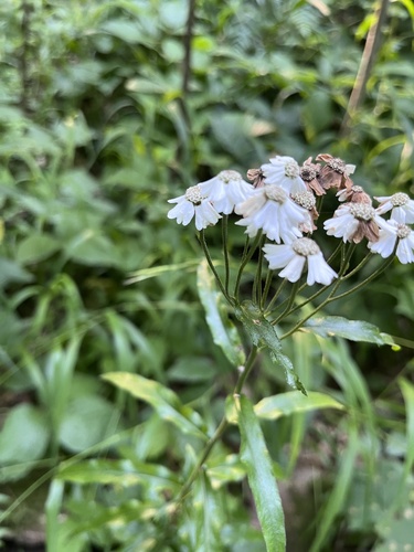 Achillea biserrata, photograph 4