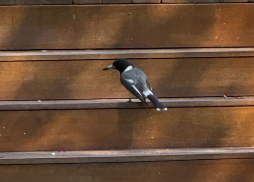 Grey Butcherbird