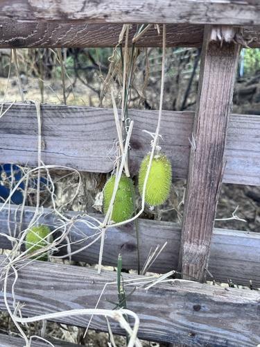 Cucumis dipsaceus observed 2026-08-07