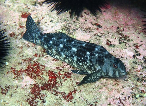 Rock cale (Aplodactylus lophodon) — Aplodactylidae — 5