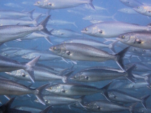 Australian salmon (Arripis trutta) — Arripidae — 4