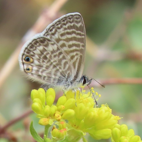 iNaturalist observation photo of Marine Blue