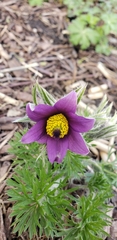 Pulsatilla vulgaris
