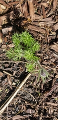 Pulsatilla vulgaris