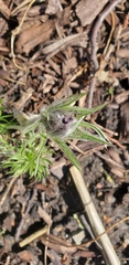 Pulsatilla vulgaris