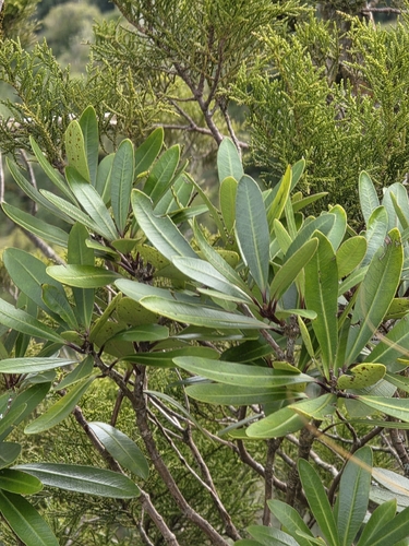 Pittosporum kirkii