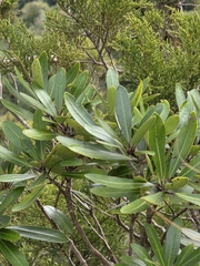 Pittosporum kirkii