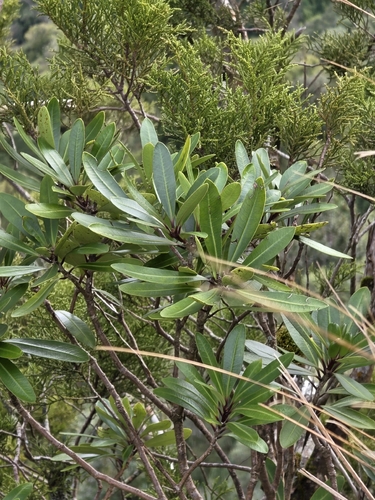 Pittosporum kirkii, photograph 2