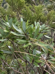 author not stated, no rights reserved Pittosporum kirkii, photograph author not stated, no rights reserved
