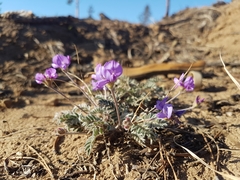 Gueldenstaedtia verna