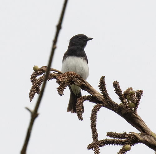 Pachycephala monacha observed 2026-06-24
