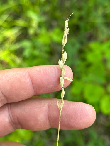 Oryzopsis asperifolia, photograph 4