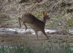 Hydropotes inermis argyropus