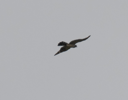 Long-tailed Honey Buzzard (Henicopernis longicauda), photo 2