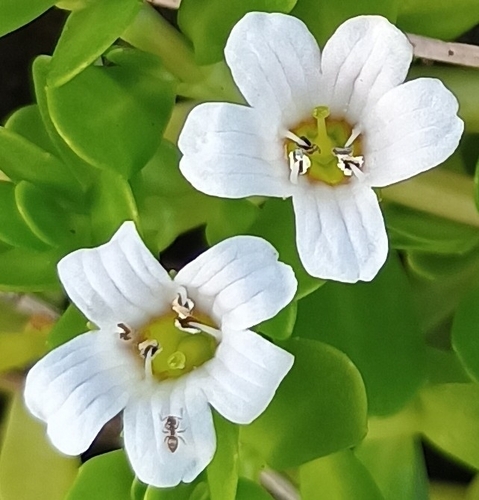 Bacopa monnieri observed 2026-08-07