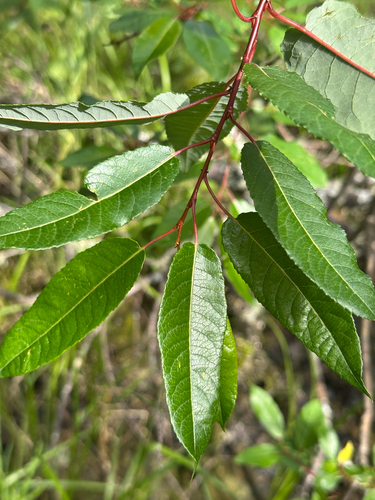 Salix pyrifolia, photograph 6