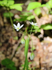 Allium pendulinum