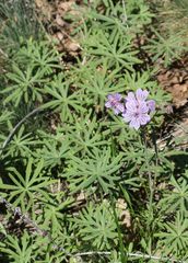 Geranium linearilobum