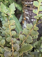 Phyllocladus toatoa, photograph author not stated, no rights reserved