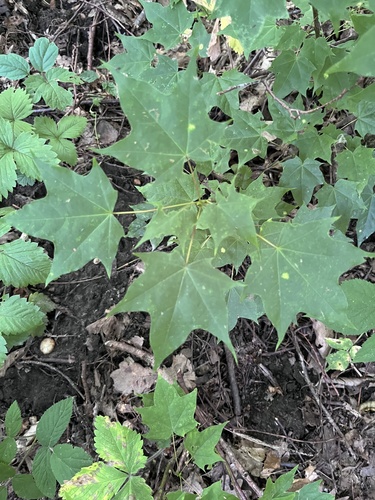 Acer cappadocicum, photograph 6