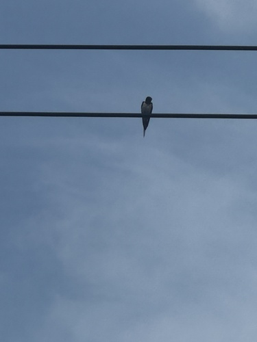 Barn Swallow